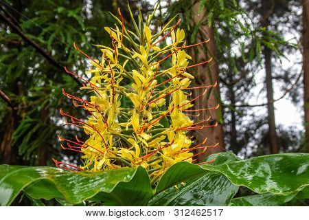 Conteira (hedychium Gardnerianum) Flowers Growing In The Green Forests On Sao Miguel Island, Azores,