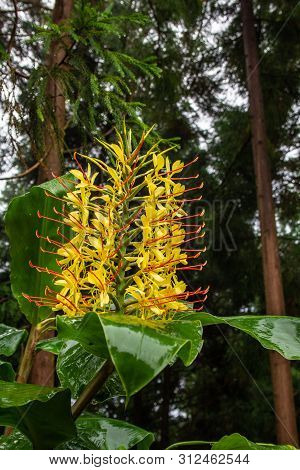 Conteira (hedychium Gardnerianum) Flowers Growing In The Green Forests On Sao Miguel Island, Azores,