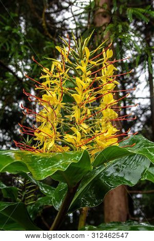 Conteira (hedychium Gardnerianum) Flowers Growing In The Green Forests On Sao Miguel Island, Azores,