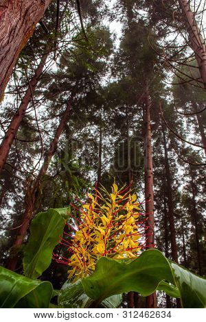 Conteira (hedychium Gardnerianum) Flowers Growing In The Green Forests On Sao Miguel Island, Azores,