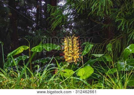 Conteira (hedychium Gardnerianum) Flowers Growing In The Green Forests On Sao Miguel Island, Azores,
