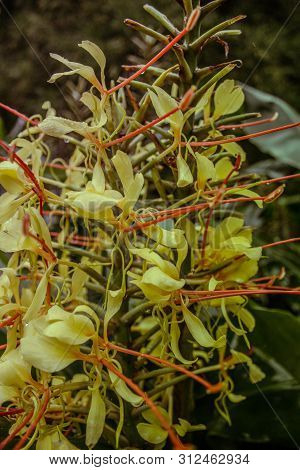 Conteira (hedychium Gardnerianum) Flowers Growing In The Green Forests On Sao Miguel Island, Azores,