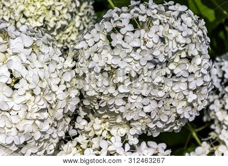 Hydrangea Macrophylla Known As Bigleaf, French,hydrangea Or Mophead Hydrangea, Penny Mac And Hortens