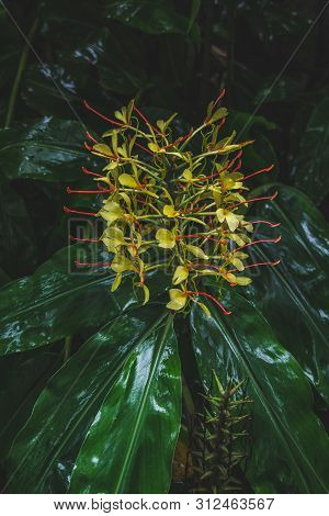 Conteira (hedychium Gardnerianum) Flowers Growing In The Green Forests On Sao Miguel Island, Azores,