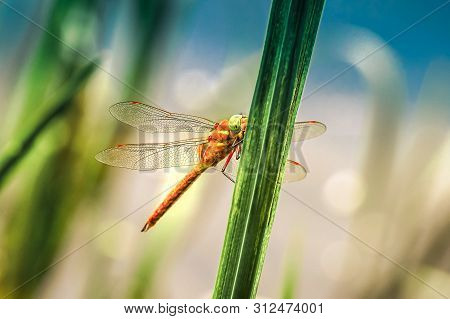 Dragonfly Sympetrum Close-up Sitting On The Grass