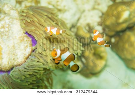 Anemo Fish With Coral Reef Snoekelling