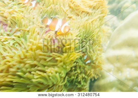 Anemo Fish With Coral Reef Snoekelling