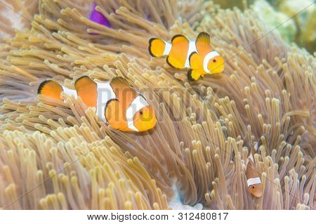 Anemo Fish With Coral Reef Snoekelling