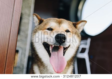 A Shiba Inu Dog  Smiling And Stetching Out The Tongue