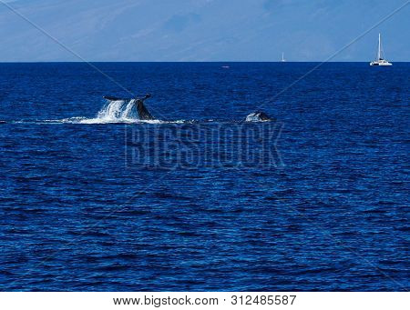A Mother Humpback Whale Teaching Her Calf How To Splash With Their Tail.