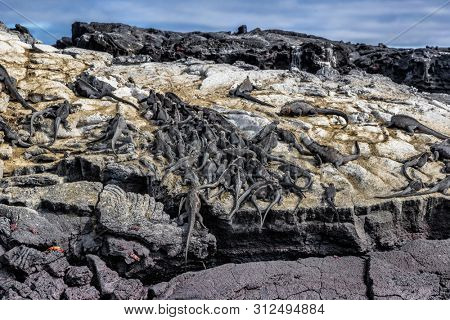 Galapagos marine iguanas sleeping on volcanic rock of Fernandina island in the Islas galapagos. Many small iguana animals resting. Pristine wildlife on Galapagos Islands