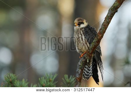 Portrait Of Red-footed Falcon (falco Vespertinus) Siting On Branch
