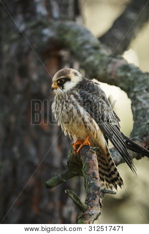 Portrait Of Red-footed Falcon (falco Vespertinus) Sit On Branch
