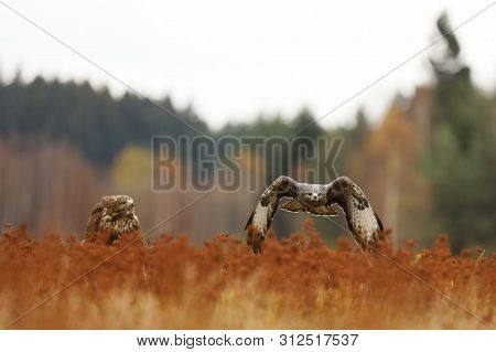 Pair Of Common Buzards On Meadow - Buteo Buteo