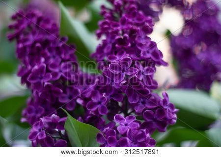 Branch Beautiful Burgundy Lilac With Green Leaves Closeup.purple Lilac Flowers. Syringa