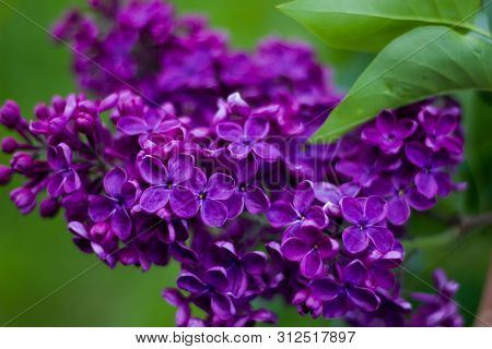 Branch Beautiful Burgundy Lilac With Green Leaves Closeup.purple Lilac Flowers. Syringa