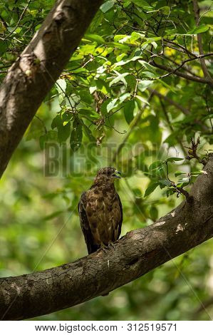 Crested Honey Buzzard Or Pernis Ptilorhynchus In A Beautiful Green Background Sitting On A Perch At 