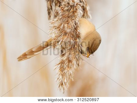 Bearded Tit Feeding On Seeds In A Reed Bed, Uk.