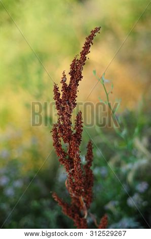 Brown Dry Plant, Macro And Blurred Effect