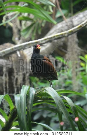 White Naped Pheasant Pigeon In The Zoo