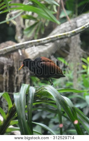 White Naped Pheasant Pigeon In The Zoo