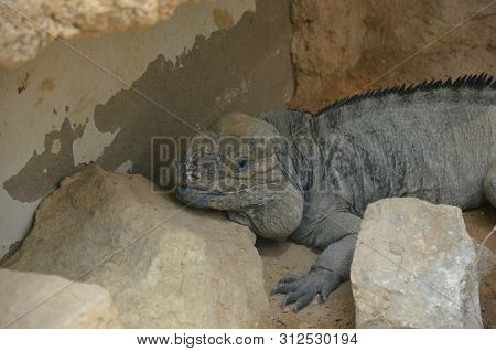 Lizard Named Common Chuckwalla In Desert Ambiance