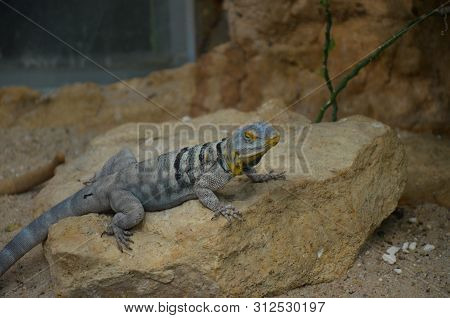 Lizard Named Common Chuckwalla In Desert Ambiance