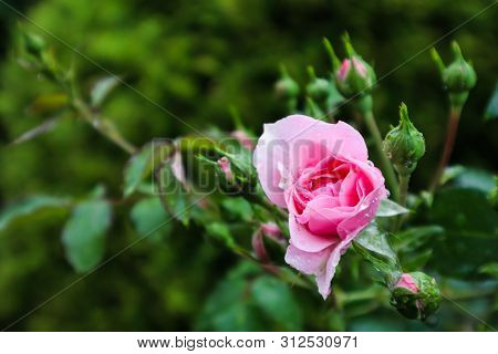 Soft Focus On Opening Pink Rose Bonica With Buds And Dew Drops In The Garden. Perfect For Background