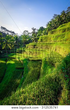 Paddy Field Rice Terraces In Ceking, Ubud, Bali, Indonesia