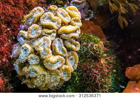 Closeup Of Large Flower Coral, Stony Coral Specie From The Caribbean Sea, Marine Life Background