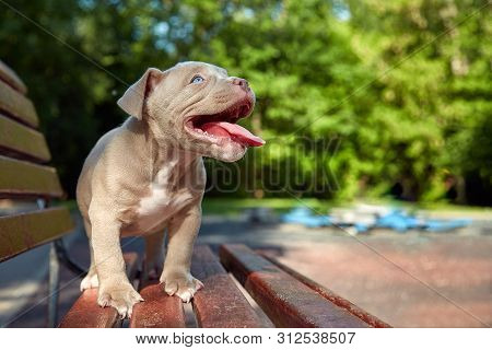 Cute Puppy American Bulli Sits On A Wooden Bench In Flowering Beautiful Multi-colored Trees In The S