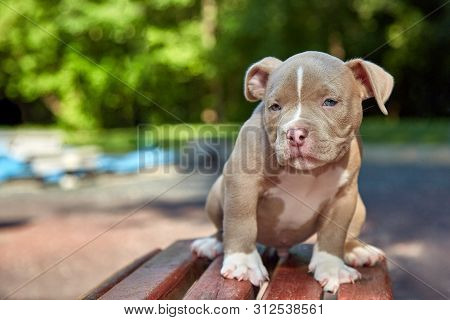 Cute Puppy American Bulli Sits On A Wooden Bench In Flowering Beautiful Multi-colored Trees In The S