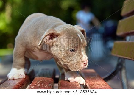 Cute Puppy American Bulli Sits On A Wooden Bench In Flowering Beautiful Multi-colored Trees In The S