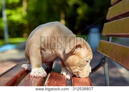 Cute Puppy American Bulli Sits On A Wooden Bench In Flowering Beautiful Multi-colored Trees In The S