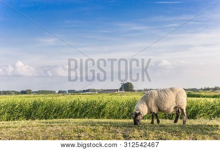 Single White Sheep On A Dike In Groningen, Netherlands