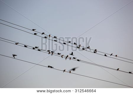 The Swallows, Martins And Saw-wings, Or Hirundinidae, Are A Family Of Passerine Birds Found Around T