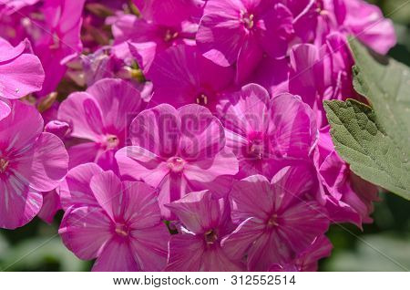 Pink Hortensia Flower. Flower In Garden At Sunny Summer Or Spring Day. Flower For Postcard Beauty De