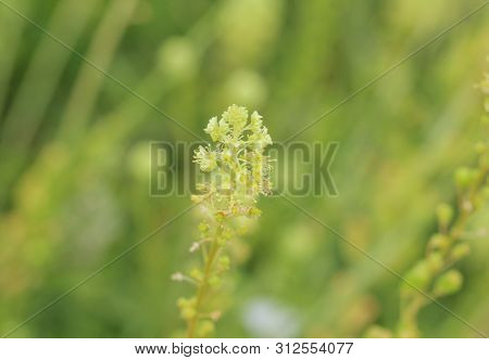 Reseda Lutea, The Yellow Mignonette Or Wild Mignonette Flower
