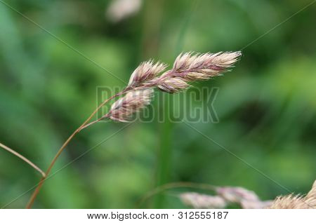 Dactylis Glomerata, Also Known As Cock's-foot, Orchard Grass, Or Cat Grass