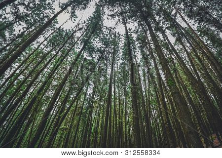Pine Forest In Vagamon Hills Is One Of The Best Tourist Place In Kerala