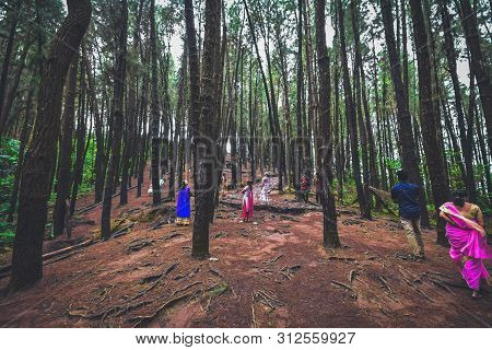 Pine Forest In Vagamon Hills Is One Of The Best Tourist Place In Kerala