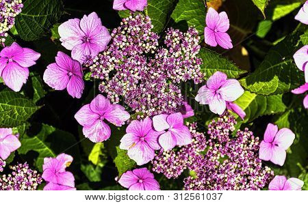 Hydrangea Macrophylla Known As Bigleaf, French,hydrangea Or Mophead Hydrangea, Penny Mac And Hortens