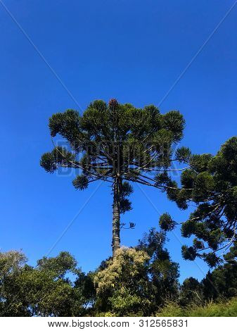The Araucaria Tree And The Blue Sky