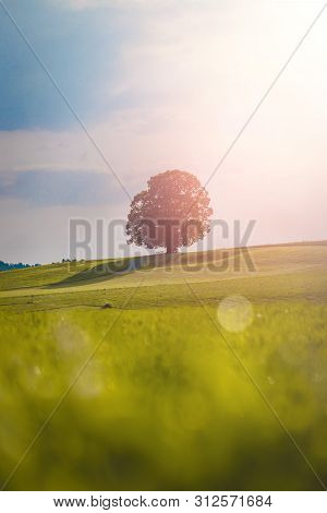 Idyllic Landscape Scenery In Summer: Tree And Green Meadow, Blue Sky
