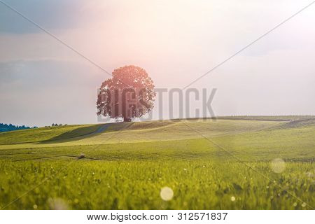 Idyllic Landscape Scenery In Summer: Tree And Green Meadow, Blue Sky