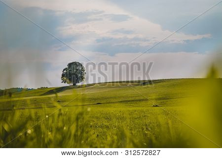 Idyllic Landscape Scenery In Summer: Tree And Green Meadow, Blue Sky