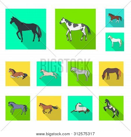 Vector Illustration Of Breed And Equestrian Sign. Set Of Breed And Mare Vector Icon For Stock.