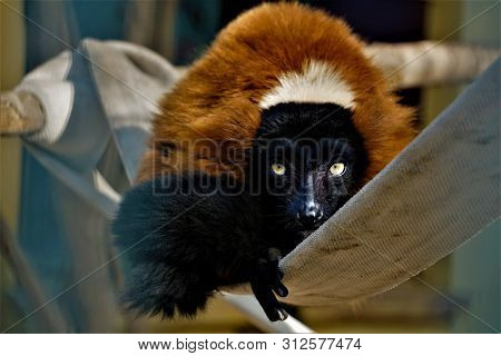 Red Ruffed Lemur Sitting In The Zoo And Staring Into The Camera