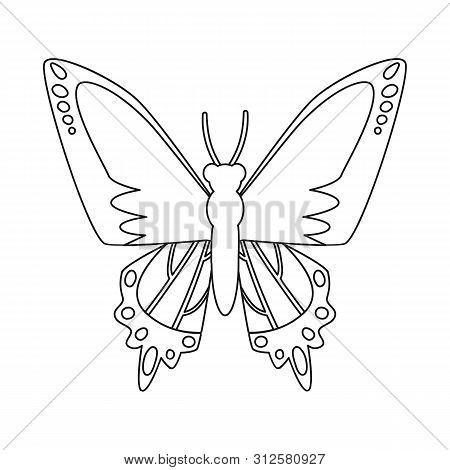 Isolated Object Of Butterfly And Species Icon. Set Of Butterfly And Flying Vector Icon For Stock.
