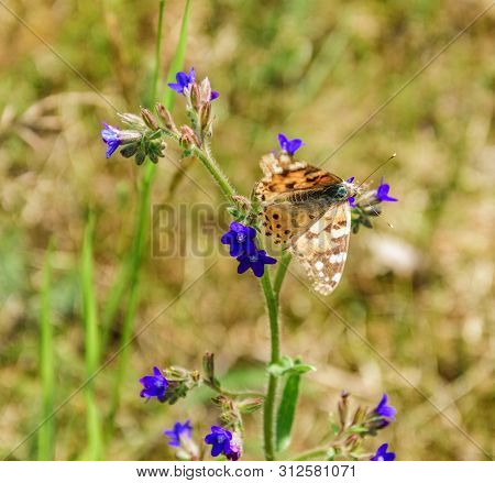 The Brown-orange Butterfly Brenthis Daphne Sits On On A Hyssop Flower.